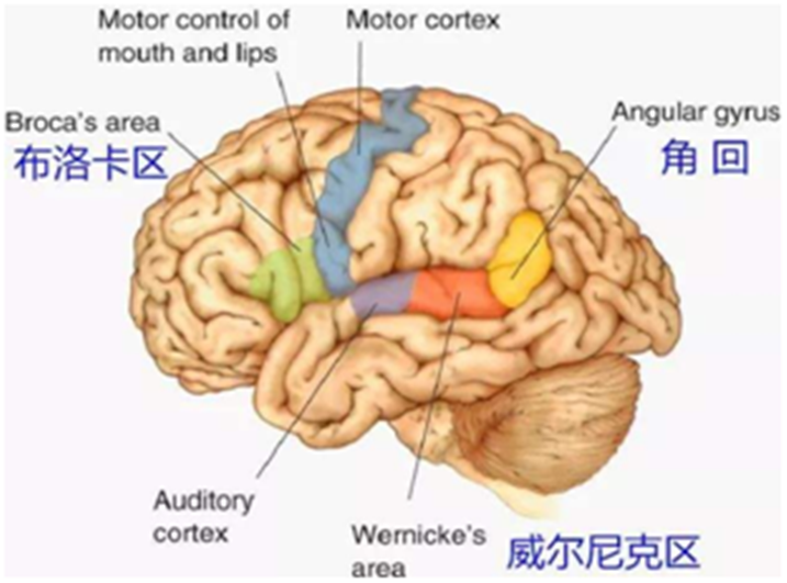 易贝乐少儿英语，多感官交互式教学方法